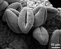 dry pollen grains