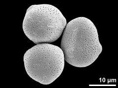 hydrated pollen grains