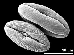 dry pollen grains