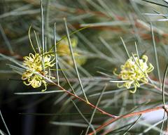 inflorescence(s)