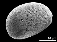 polar proximal view