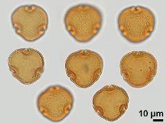 acetolyzed pollen,polar view