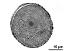 pollen grain in cross section