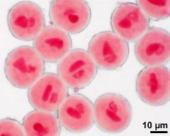 two-celled pollen grains