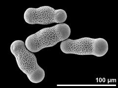 hydrated pollen grains