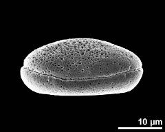 dry pollen grain in polar view (distal)