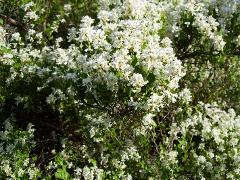 flowers of Atraphaxis buxifolia