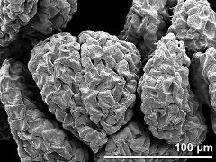 massulae (forming pollinium)