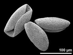 dry pollen grains