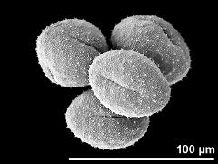 dry pollen grains