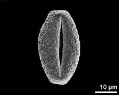 dry pollen grain in equatorial view