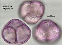 hydrated pollen