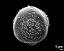 hydrated pollen grain