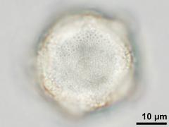 hydrated pollen,porus,ornamented aperture membrane