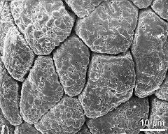 hydrated tetrads (forming massula)