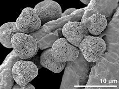 dry pollen grains