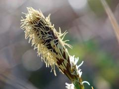 inflorescence(s)