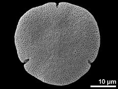 acetolyzed pollen,polar view