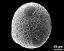 hydrated pollen grain