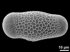 hydrated pollen grain