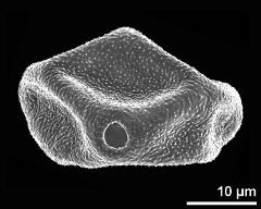 dry pollen grain in equatorial view