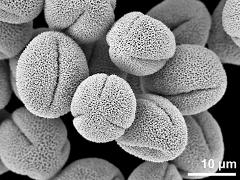 dry pollen grains