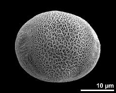 hydrated pollen, equatorial view