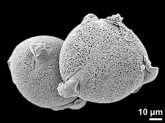 hydrated pollen grains