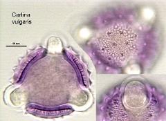 hydrated pollen