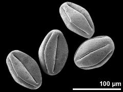 dry pollen grains