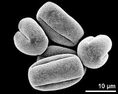 dry pollen grains