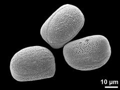 hydrated pollen grains