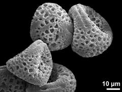 dry pollen grains