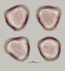 hydrated pollen