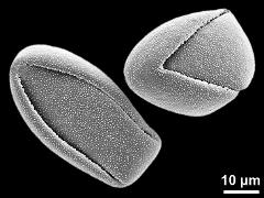 dry pollen grains