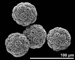 hydrated pollen grains