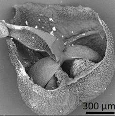 dry pollen