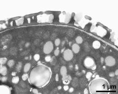 pollen wall, interapertural area; endexine electron dense after staining with potassium permanganate