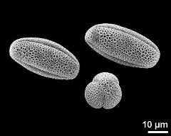 dry pollen grains