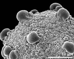 exine surface of dry pollen grain