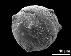 hydrated pollen grain