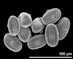 dry pollen grains