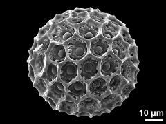 hydrated pollen