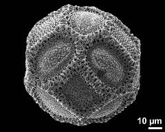 hydrated pollen grain