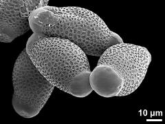 dry pollen grains