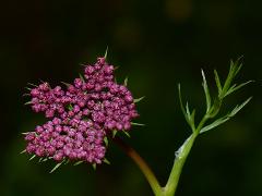 inflorescence(s)