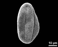 dry pollen grain