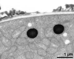 pollen wall, aperture area