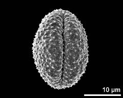 dry pollen grain in equatorial view