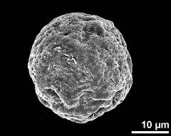 dry pollen grain